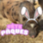 MONDAY PM - Easter Farm Riddles 2025