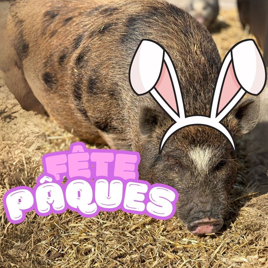 SAMEDI AM - Le Jeu des énigmes de Pâques à la ferme 2026