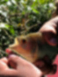 Fishing for piranha