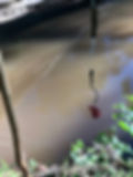ree