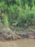Capybara sighting heading back to the lodge