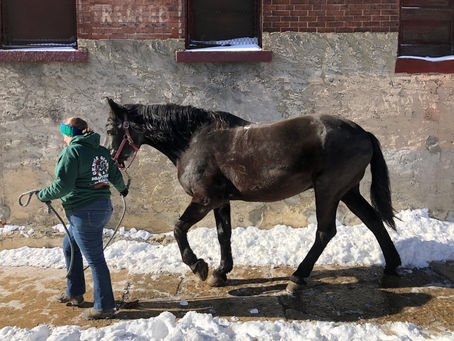 *Updated* Suffer Same Fate At Rescue? Former Philly Carriage Company Horses Transferred