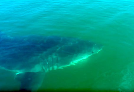 Great White Shark Circles Boat off Provincetown Beach: WATCH