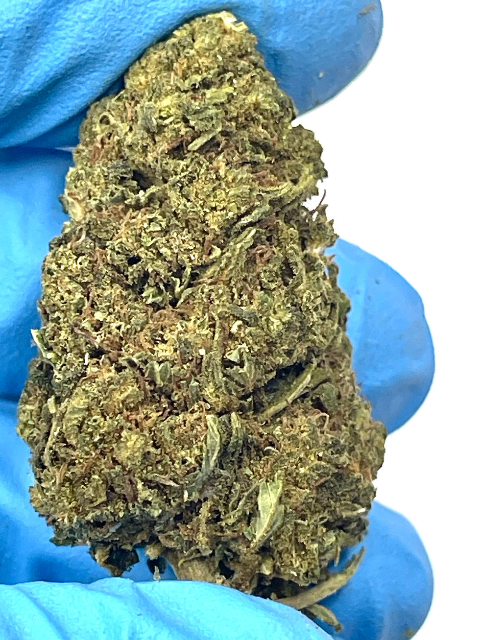 Thumbnail: Hemp Hindu Kush