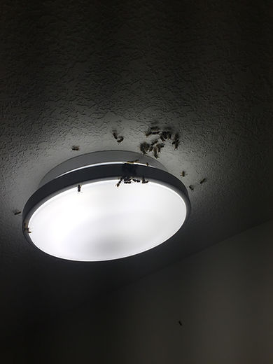 Wasps 1.jpg