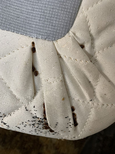 Bed Bugs.jpg