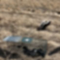 Skunk_edited.jpg