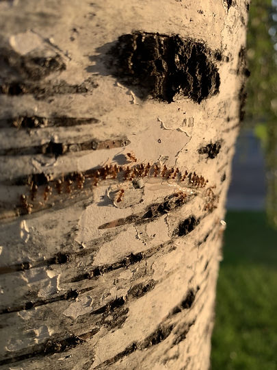 Ants.jpg