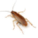 german_roach_sq.jpg