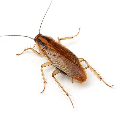 german_roach_sq.jpg