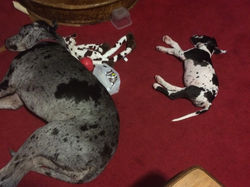Wrestling Is Exhausting