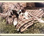 Harlequin and Merle Great Dane