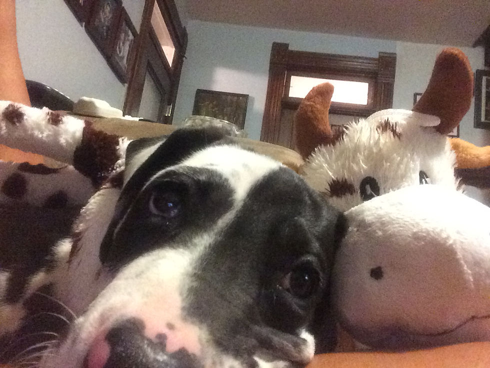 LeeLoo's new cow