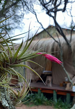 Tienda Glamping clavel_edited.jpg