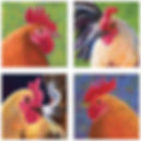 Kauai Rowdy Rooster Quartet