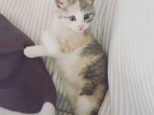 Journal: Welcome Home Ariel!