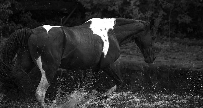 Black and white paint horse Portrait photographed by the lifestyle photographer Untamed Spirit Imagery
