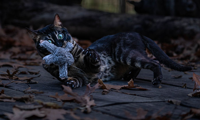 Charcoal Bengal Cat photographed by the cat photographer Untamed Spirit Imagery