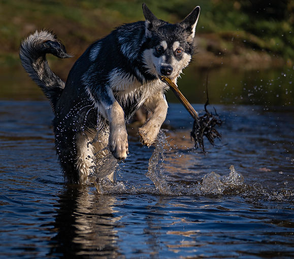 Giant Alaskan Malamute Dog photographed by the Dog photographer Untamed Spirit Imagery