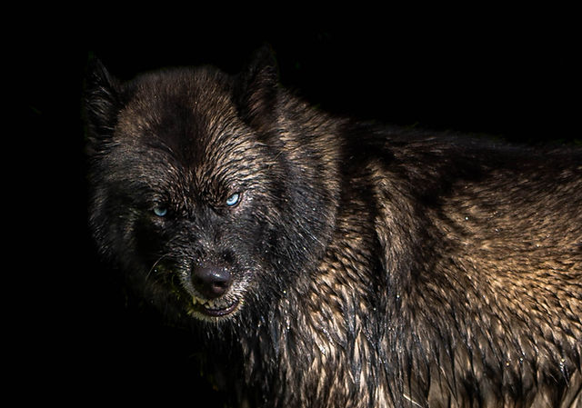 Black Agouti Siberian Husky Dog photographed by the Dog photographer Untamed Spirit Imagery