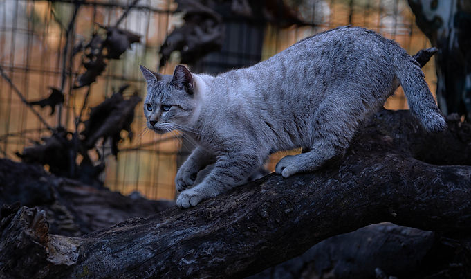 Snowbob Cat photographed by the cat photographer Untamed Spirit Imagery