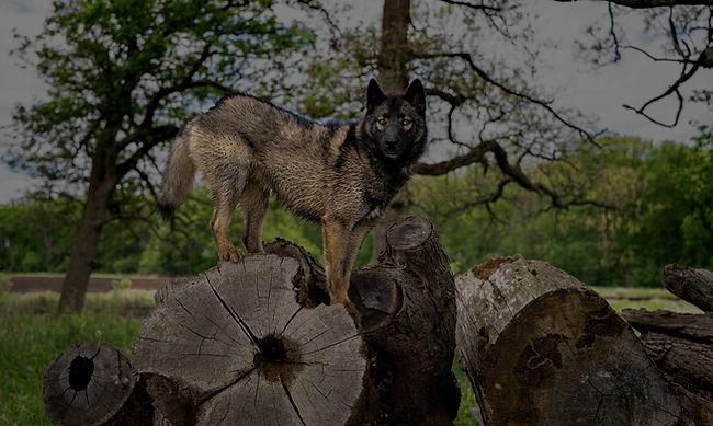 Black Agouti Siberian Husky Dog photographed by the Dog photographer Untamed Spirit Imagery