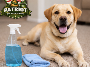 Labrador laying on clean carpet of home with spray bottle and rag after dog poop cleanup