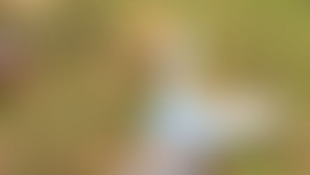          cheire flores, fale de amores