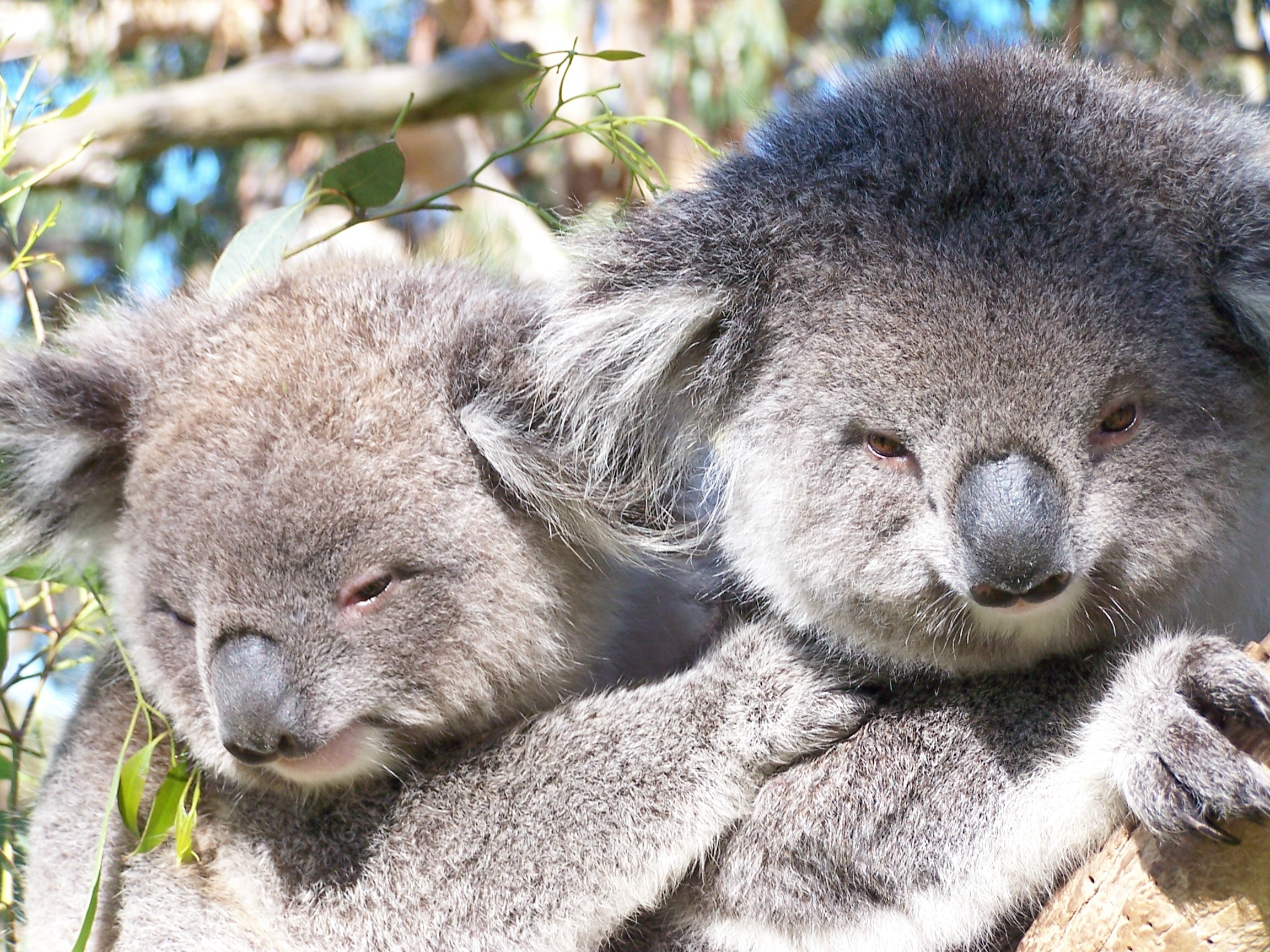 Home Phillip Island Wildlife Park Home Phillip Island Wildlife Park