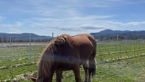 春作業 後編 馬耕と草刈り