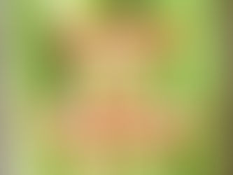 【販売開始】ヤングコーンのお知らせ