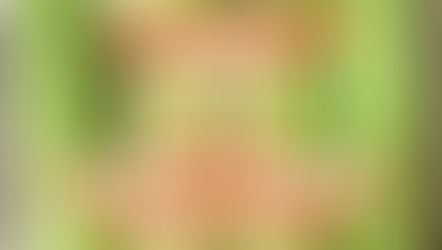 【販売開始】ヤングコーンのお知らせ