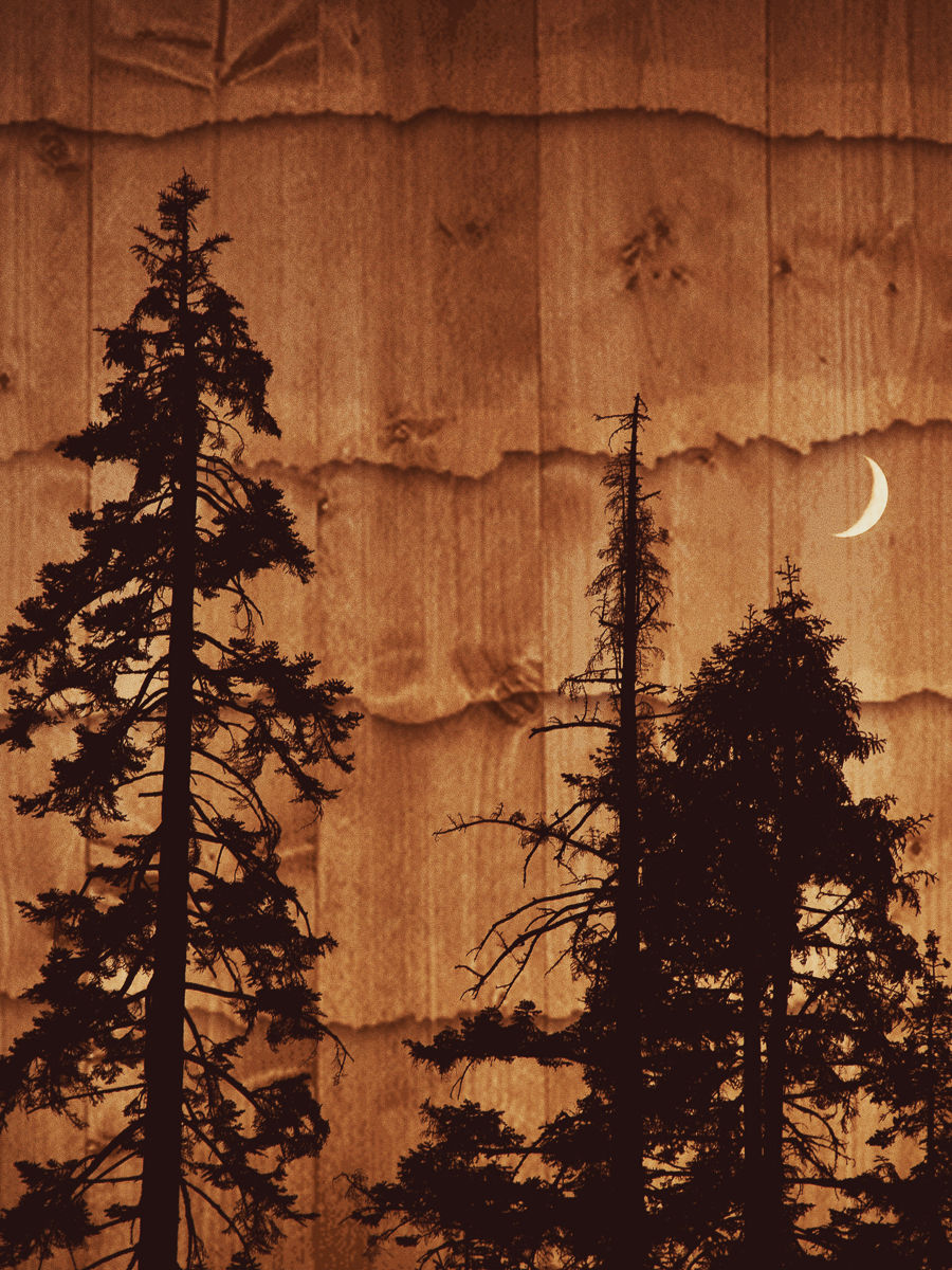 Line of Descent (Sequoia National Park)