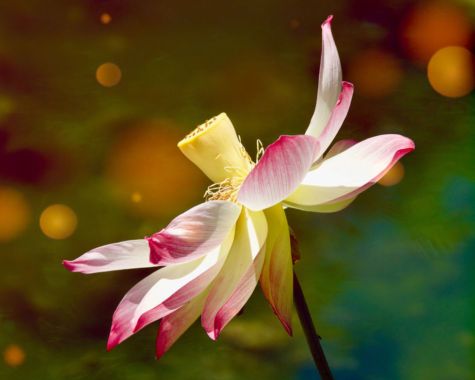 Enlightenment (Lotusland Botanical Garden, CA)
