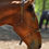Thumbnail: Rope halter cavesson