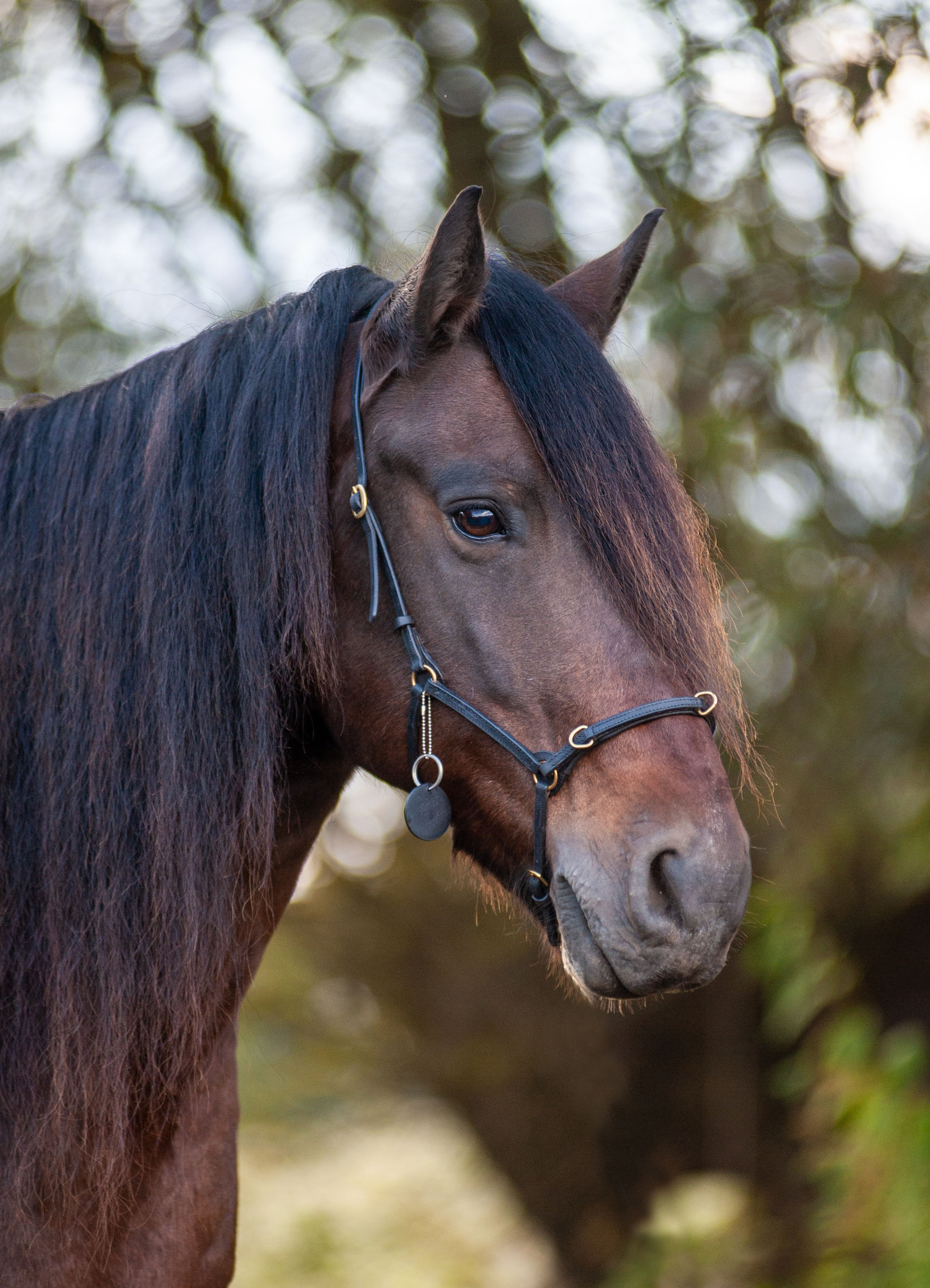 Leather cavesson "Extra Light"