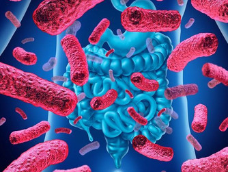 Alimentos que dañan la flora intestinal
