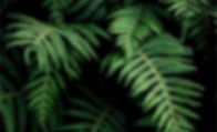 Backfround Logo