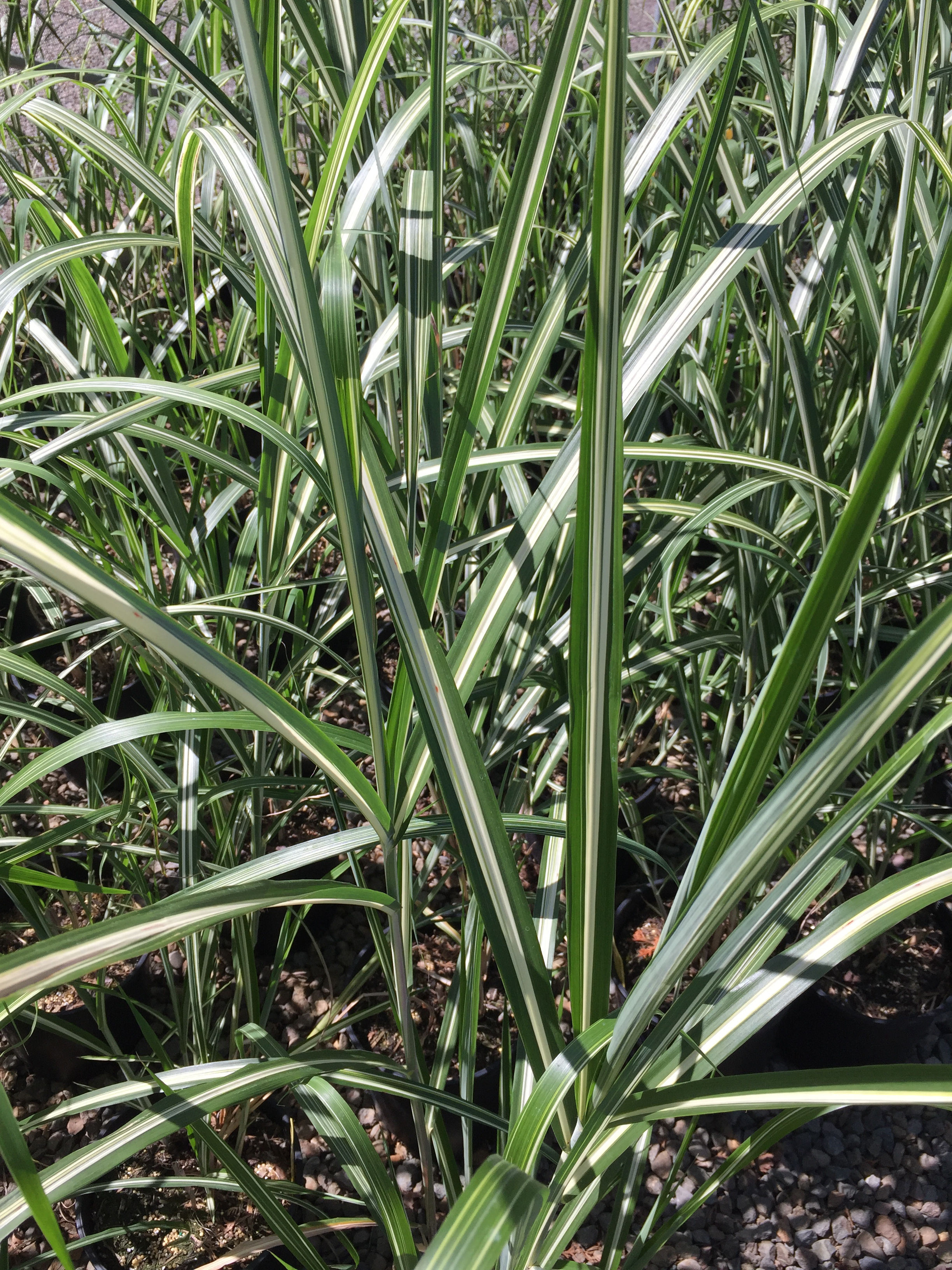 Miscanthus sinensis 'Cabaret'