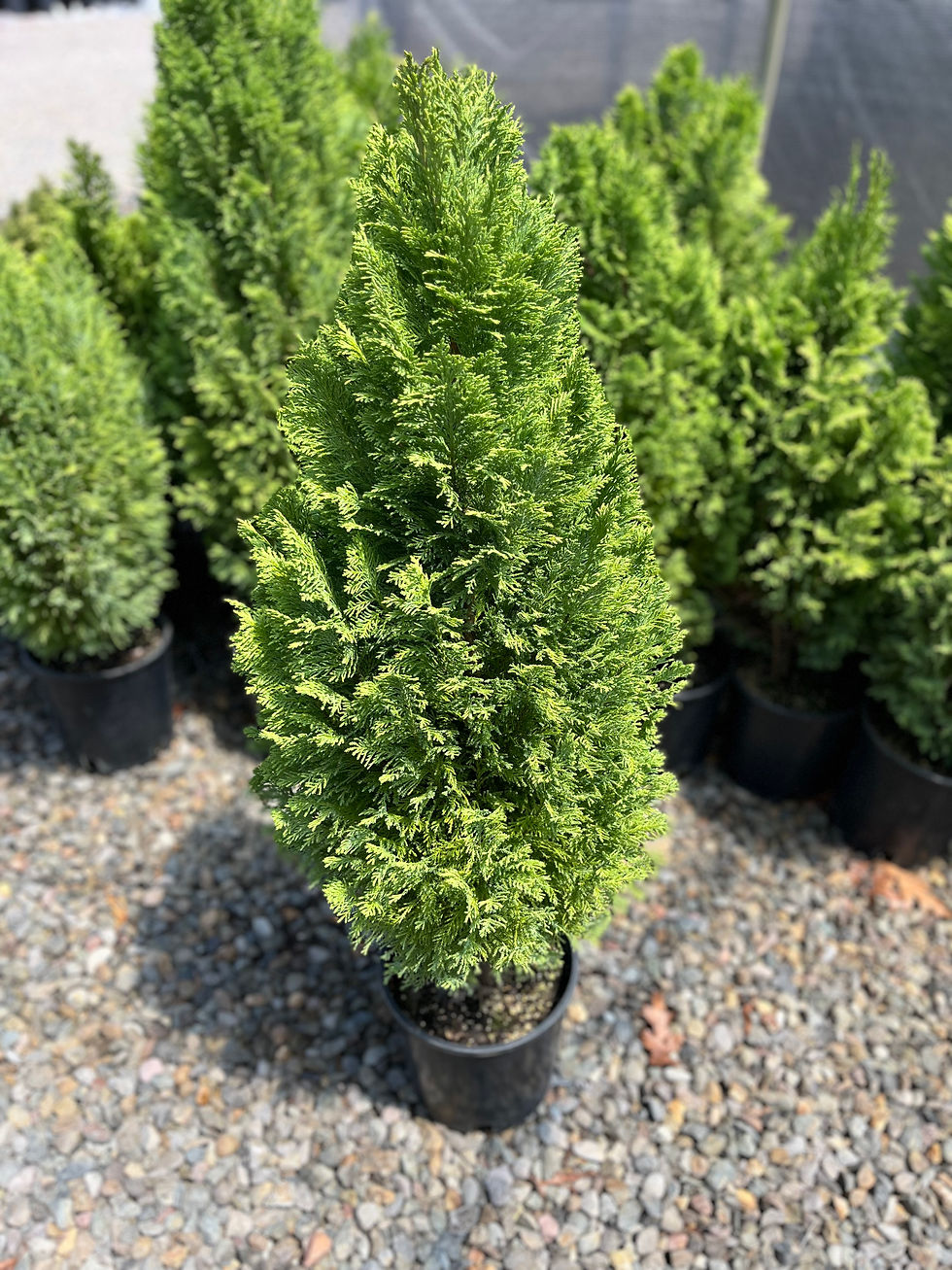 Chamaecyparis lawsoniana 'Winston Churchill'