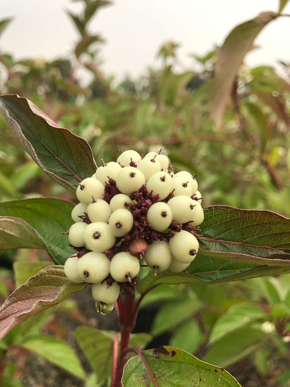 Thumbnail: Cornus sericea 'Baileyi'