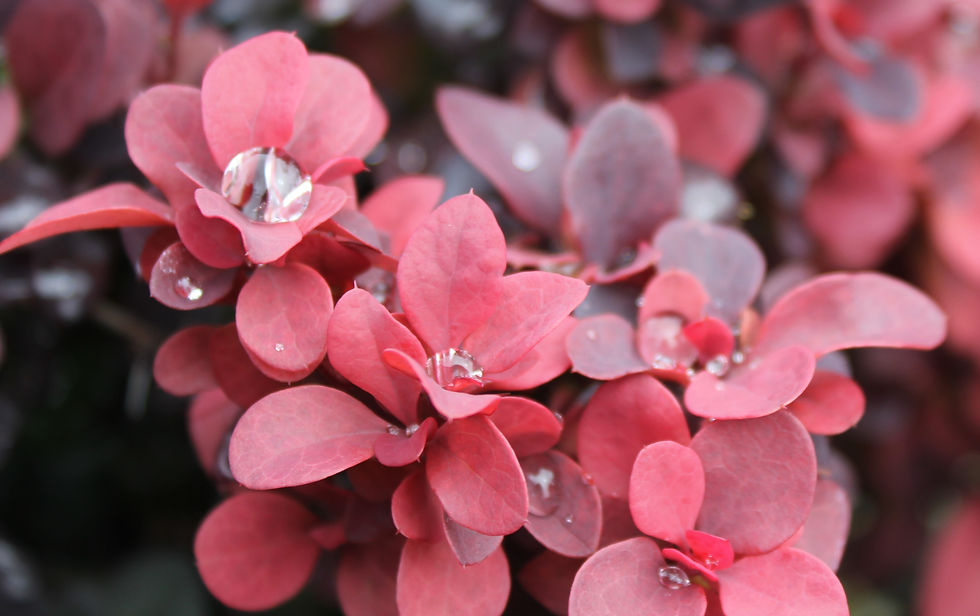 Thumbnail: Berberis thunbergii 'Concorde'