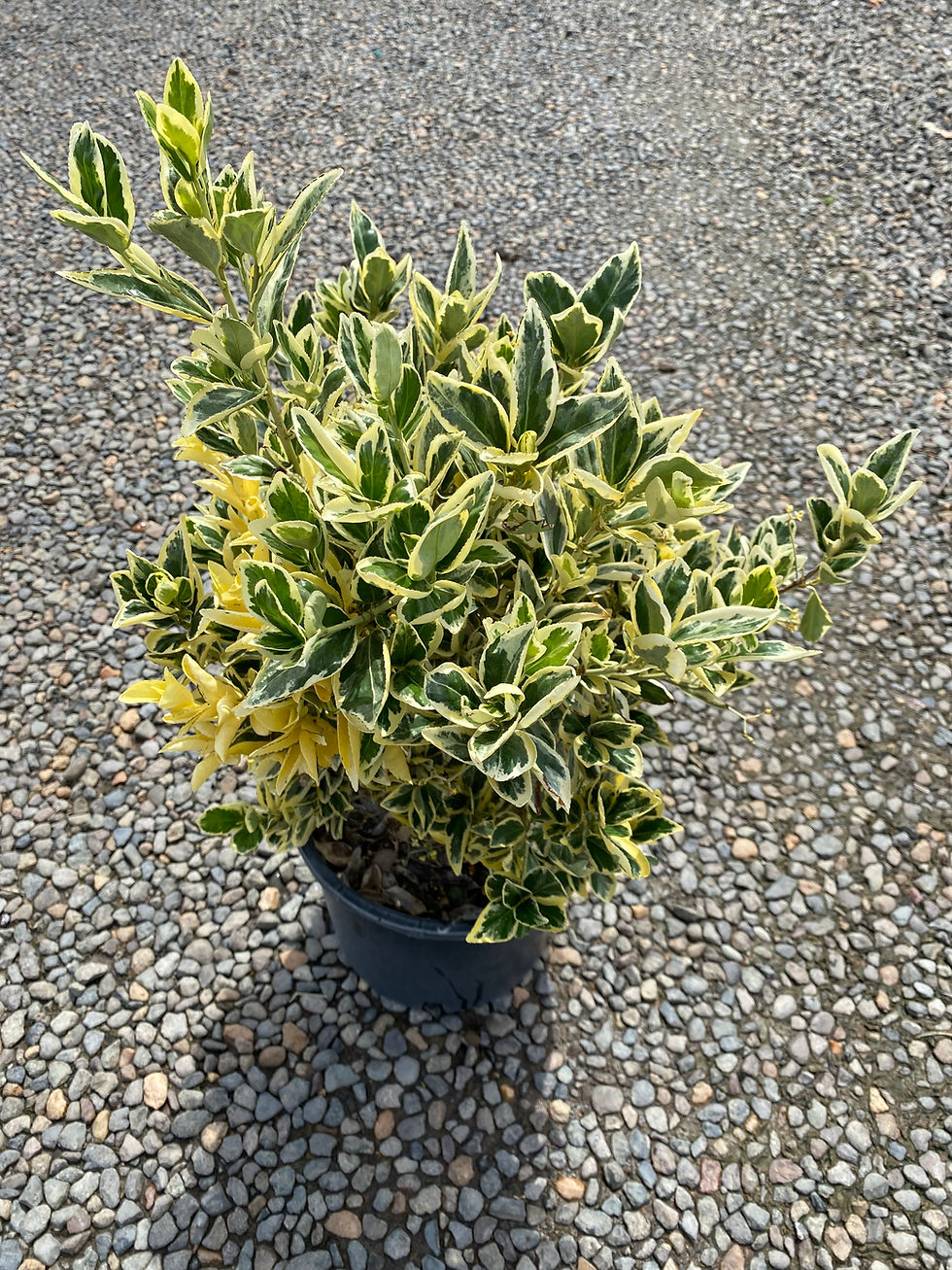 Euonymus japonica 'Silver Queen'