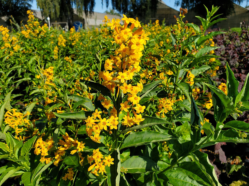 Cestrum 'Orange Peel'