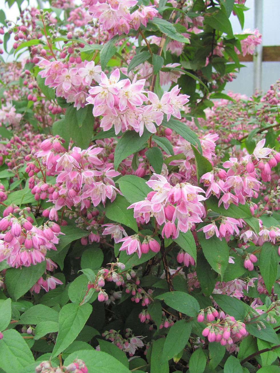 Thumbnail: Deutzia x 'Magicien'