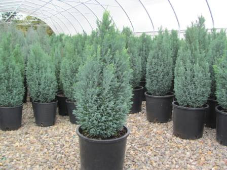 Chamaecyparis lawsoniana &lsquo;Snow White&rsquo; | youngbloodnursery