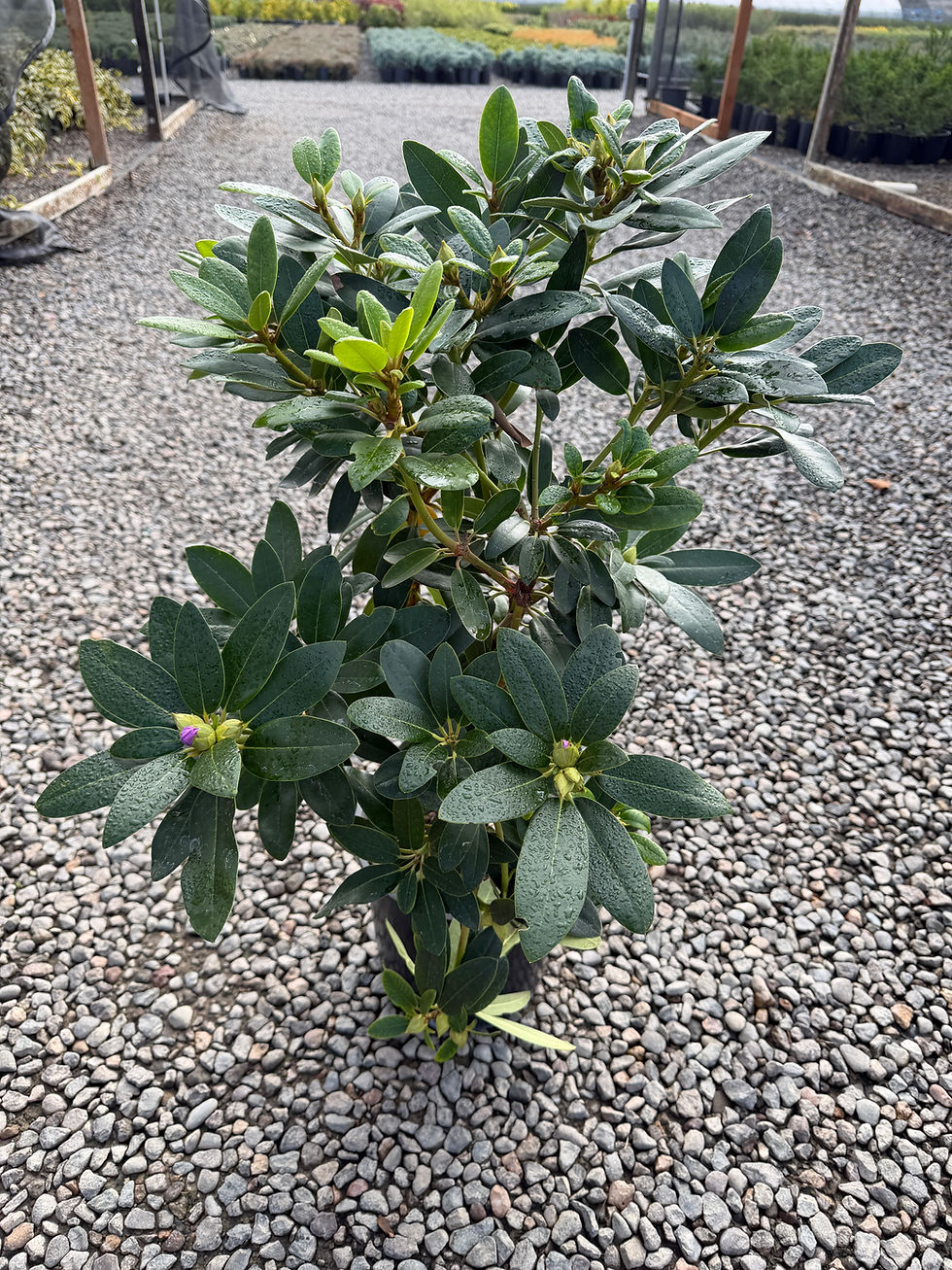 Rhododendron X 'Holden'
