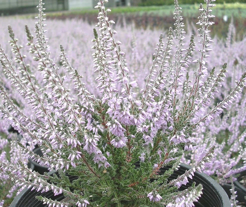 Calluna vulgaris 'Silver Knight' | youngbloodnursery