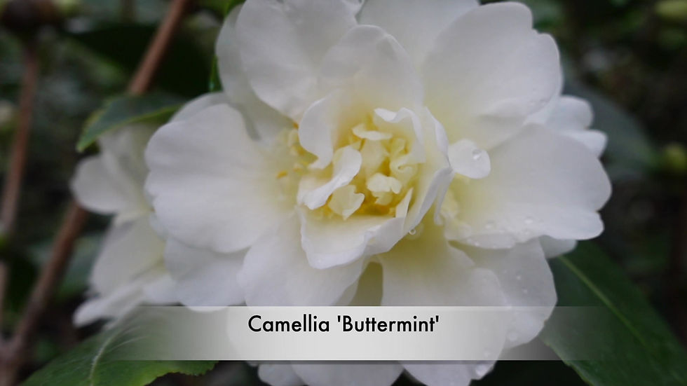Thumbnail: Camellia x 'Buttermint'