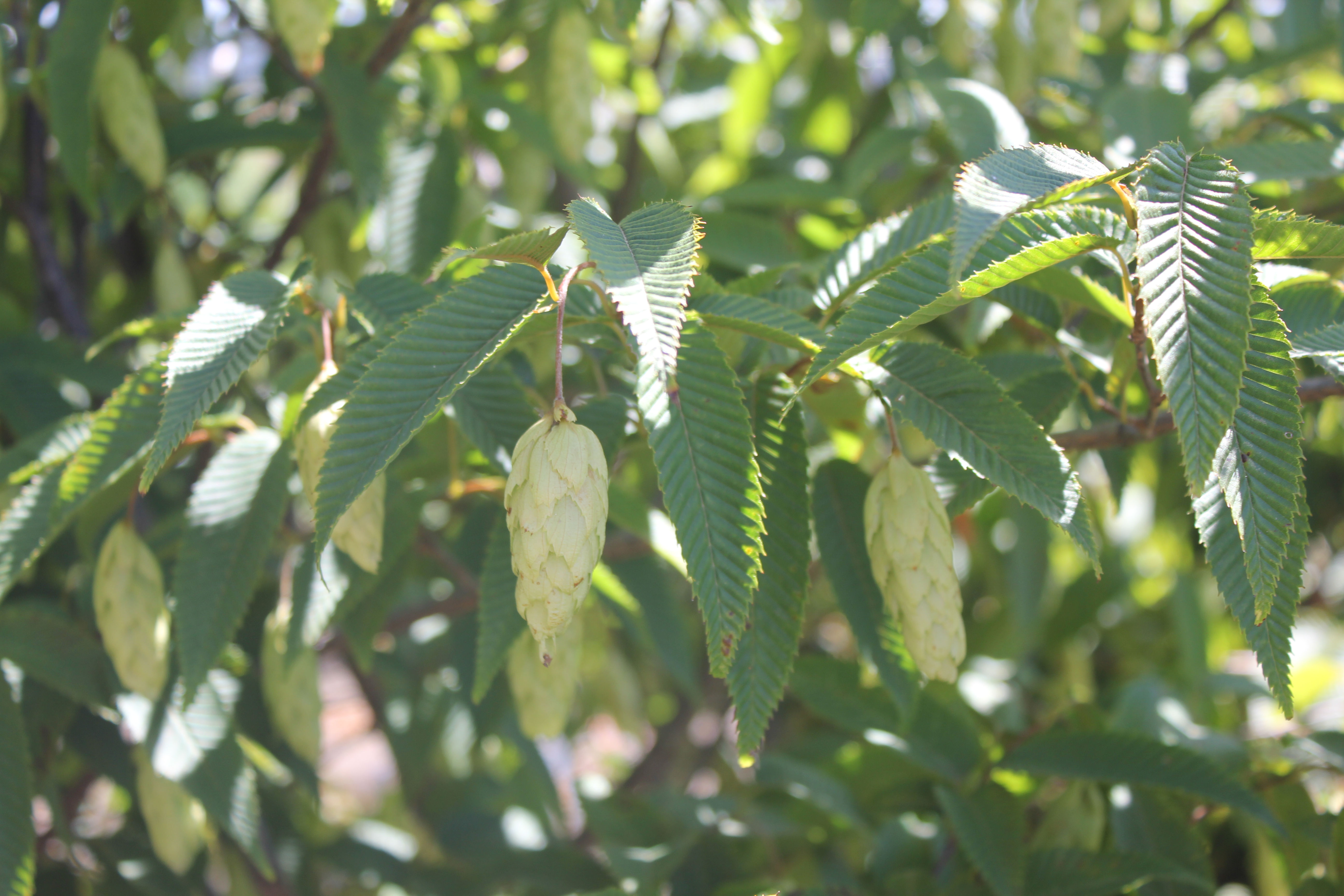 Carpinus japonica
